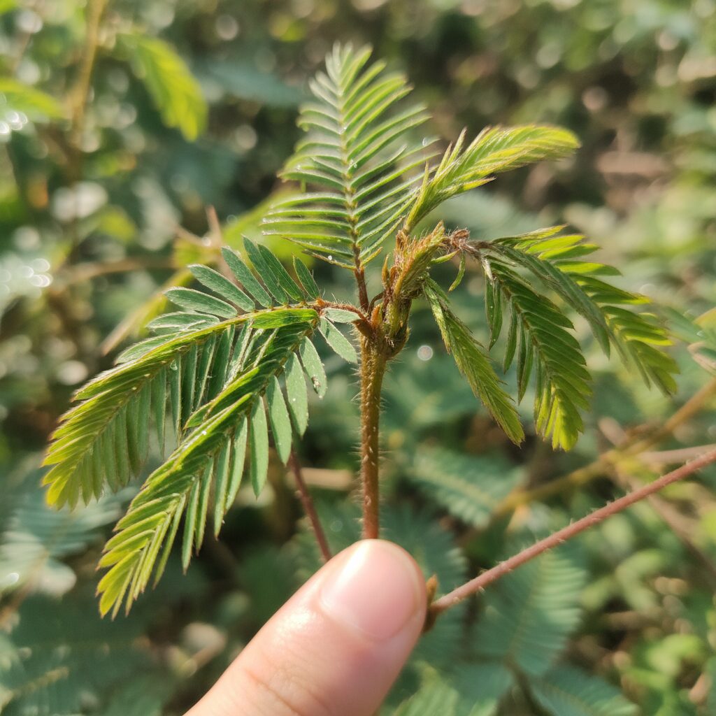 découvrez comment la plante mimosa réagit au toucher en se fermant instantanément. apprenez les mécanismes fascinants de cette réaction rapide et surprenante.