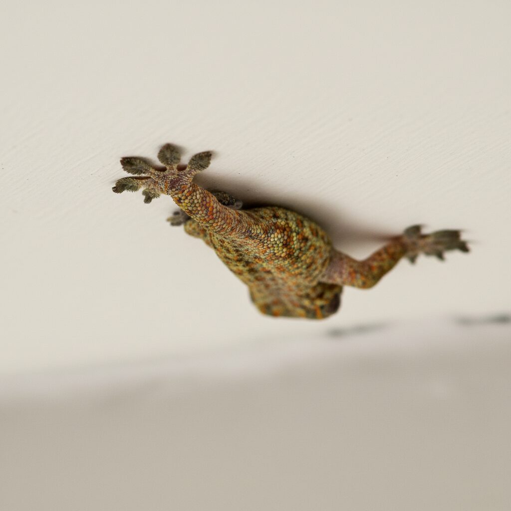 découvrez les secrets fascinants qui permettent au gecko de marcher sur les plafonds sans jamais tomber, grâce à une adaptation unique et des mécanismes incroyables.